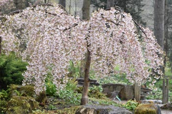 Japanese Flowering Cherries, Prunus pendula, Prunus sargentii, Prunus serrulata, Prunus x yedoensis, Prunus x subhirtella, Spring clowers, Cherry blossoms